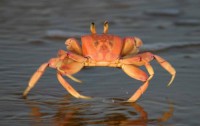 /album/animalsfamous/caranguejo-amarelo-1-jpg1/